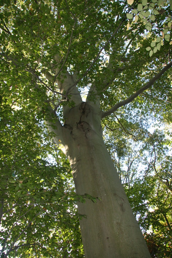 American beech Delaware Trees