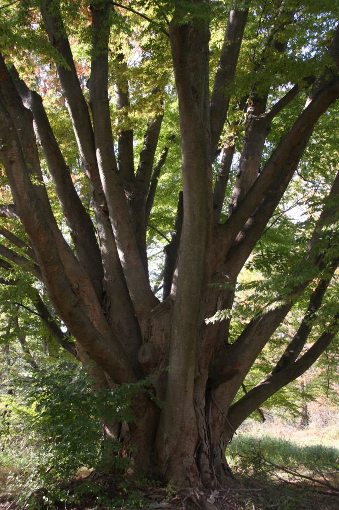 Zelkova Delaware Trees
