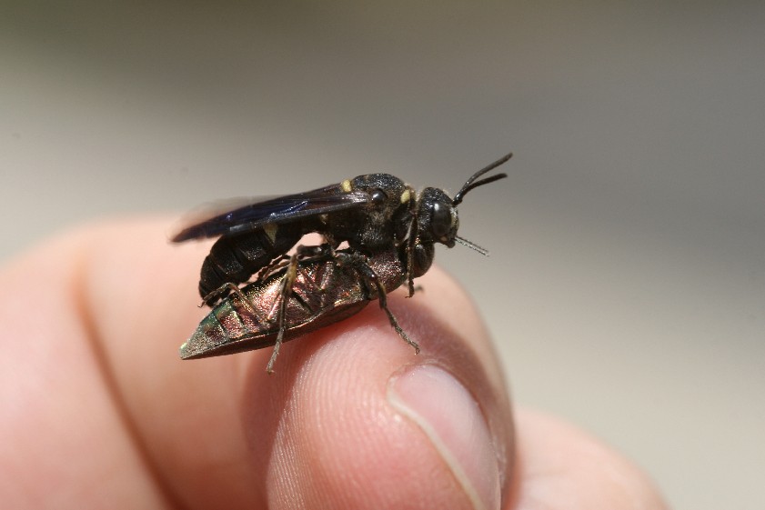 A native ground-nesting wasp (cerceris fumipennis) that preys on beetles in the buprestid family (of which EAB is a member) is another tool used to detect emerald ash borer.