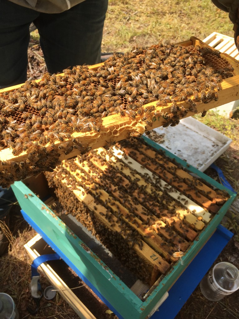 The bees in the "nuc" or "nucleus colony" are prepared to move to their new home in the bee boxes at Blackbird State Forest's Education Center.