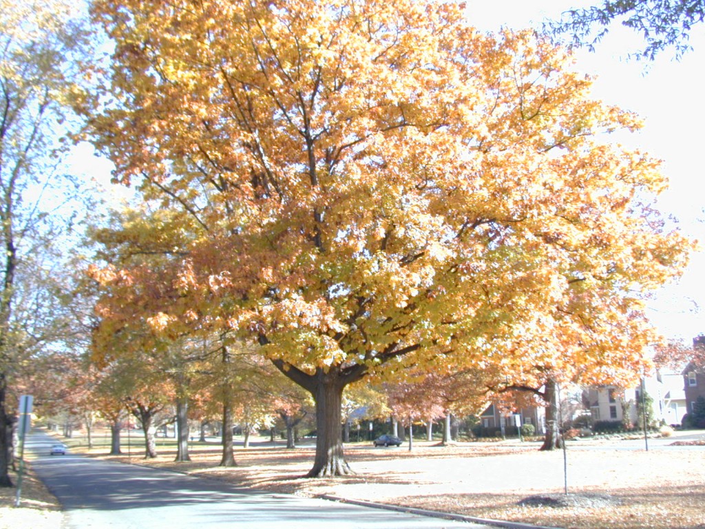 Technical Assistance Delaware Trees