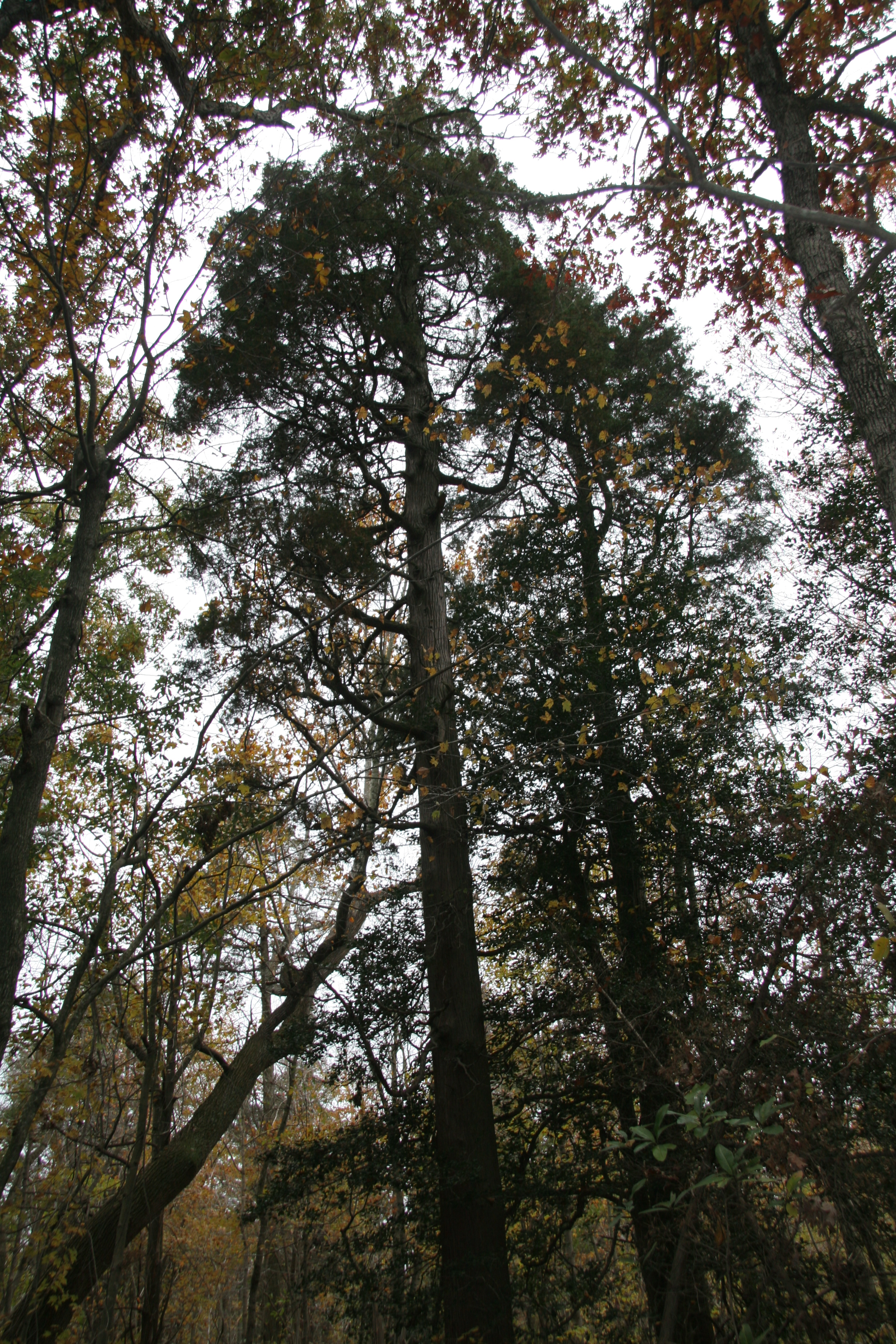 Atlantic white-cedar – Delaware Trees