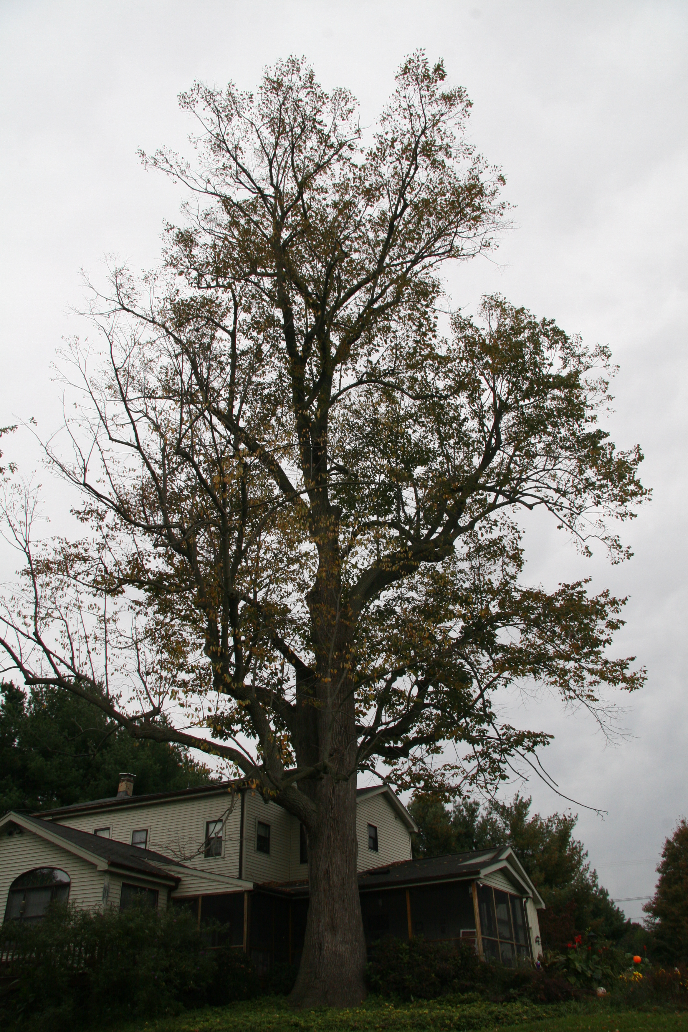 Carolina Basswood tree - Southern Native Trees