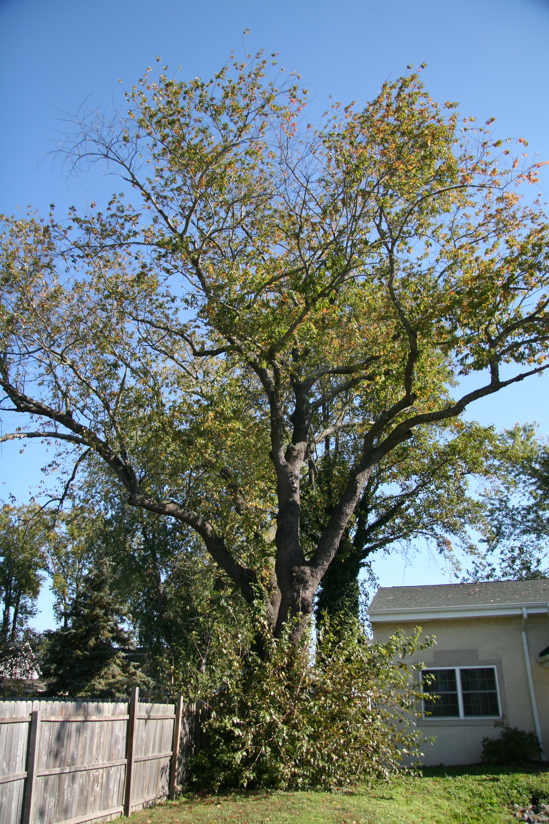 Cherry Wood Tree Cherry Wood Tree