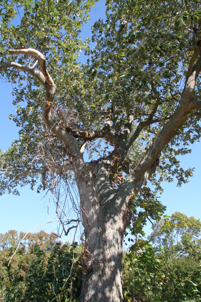 Sweetbay magnolia Delaware Trees