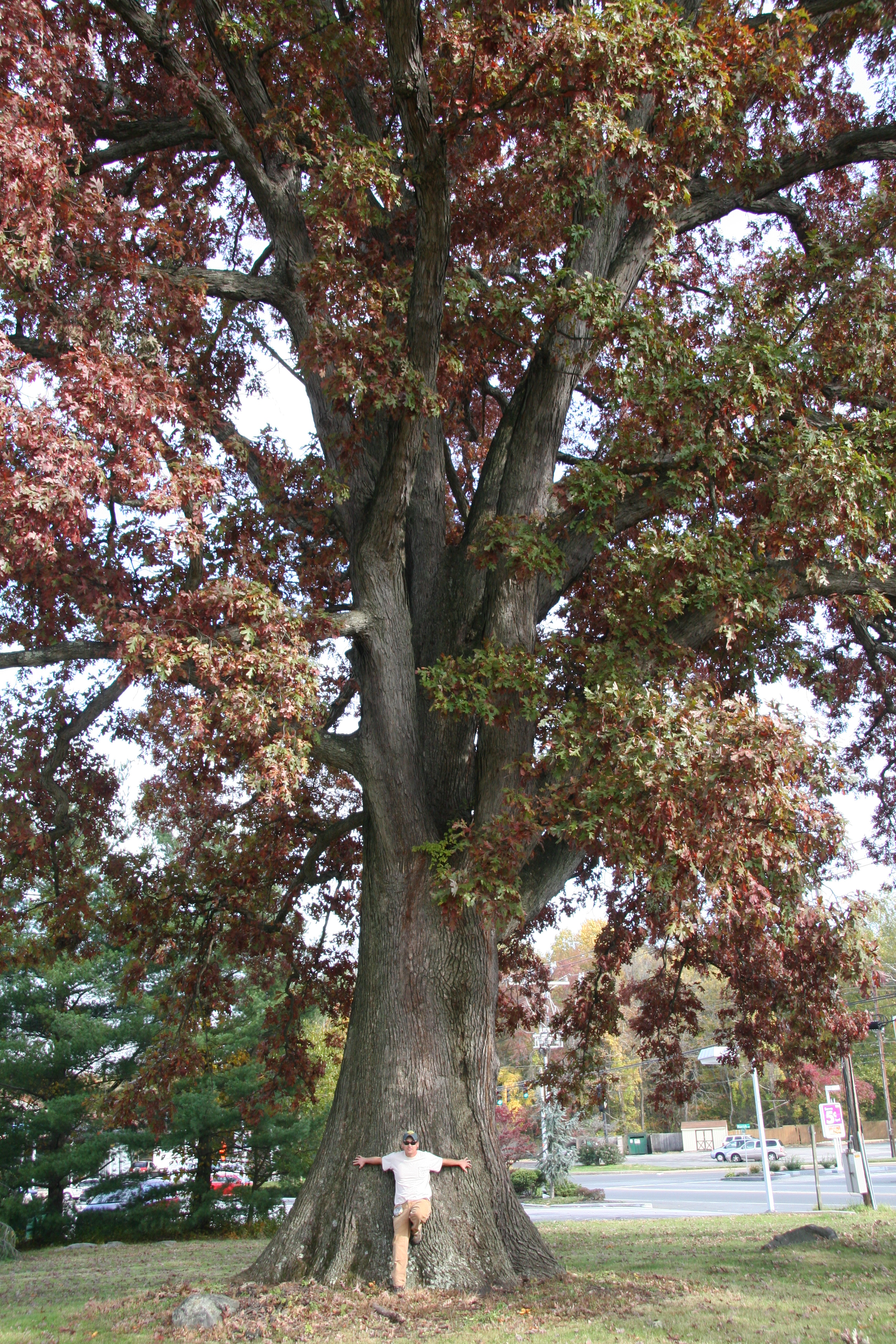 White oak – Delaware Trees
