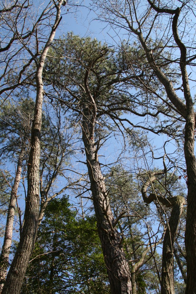 Pitch pine Delaware Trees
