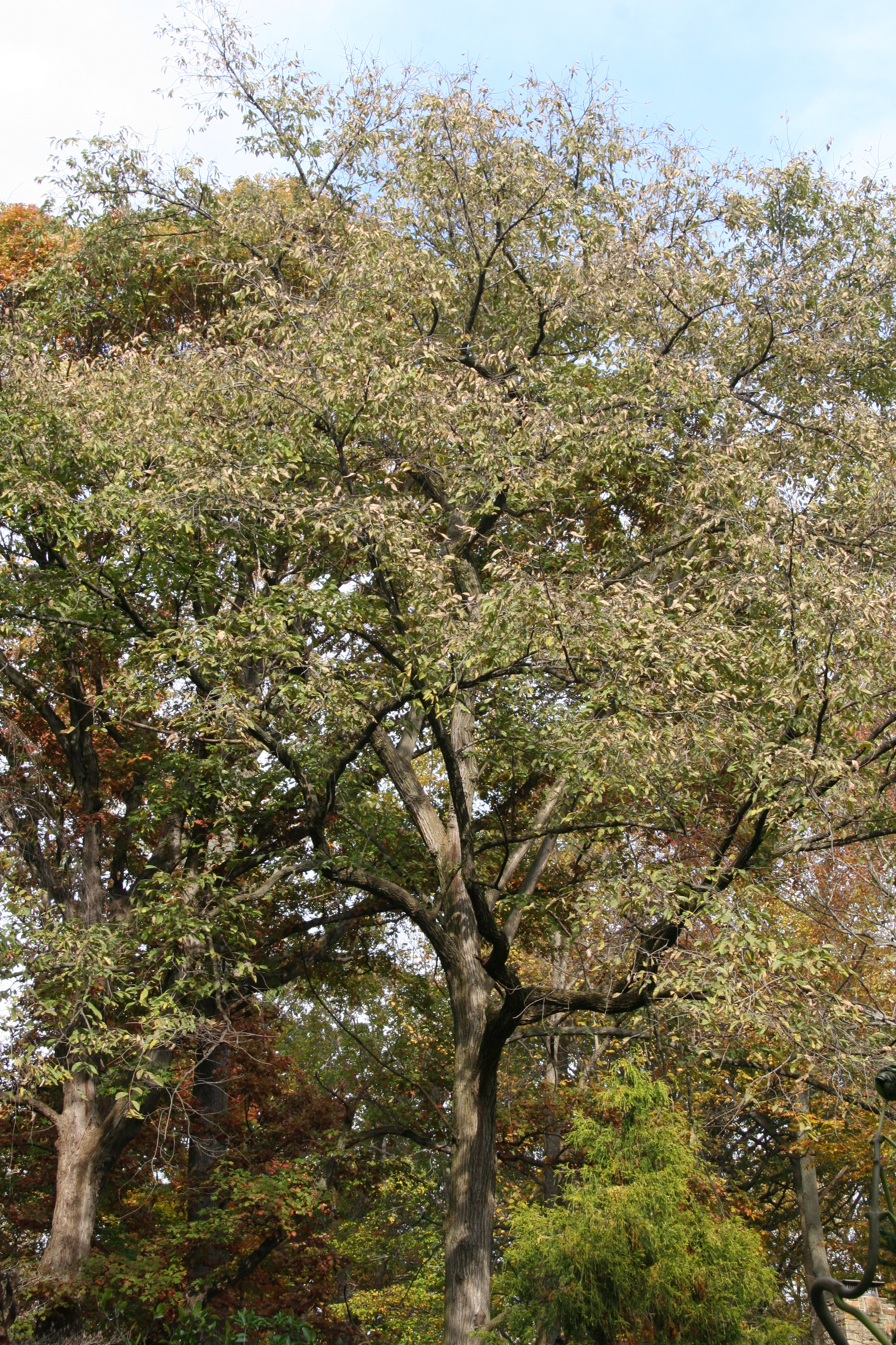 Slippery elm – Delaware Trees