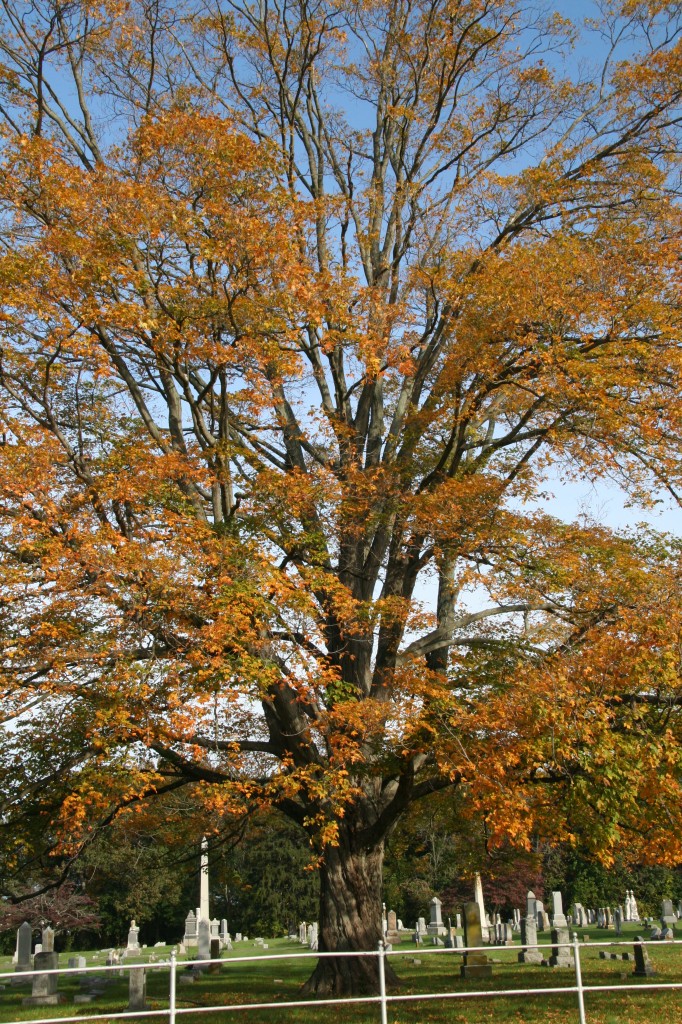 Sugar maple Delaware Trees