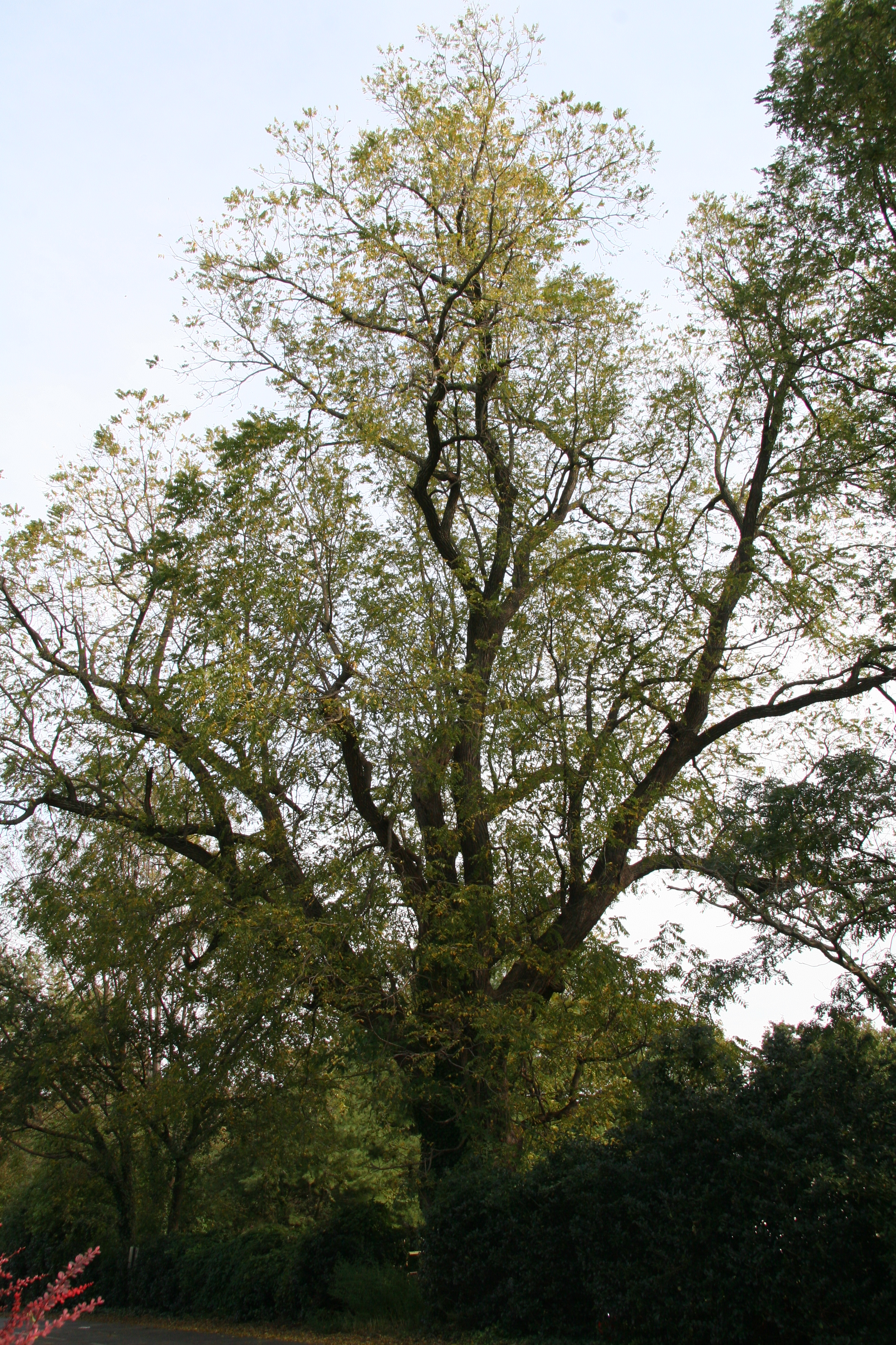 Black Walnut – Delaware Trees