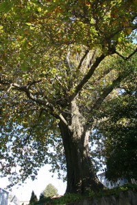 Laurel oak