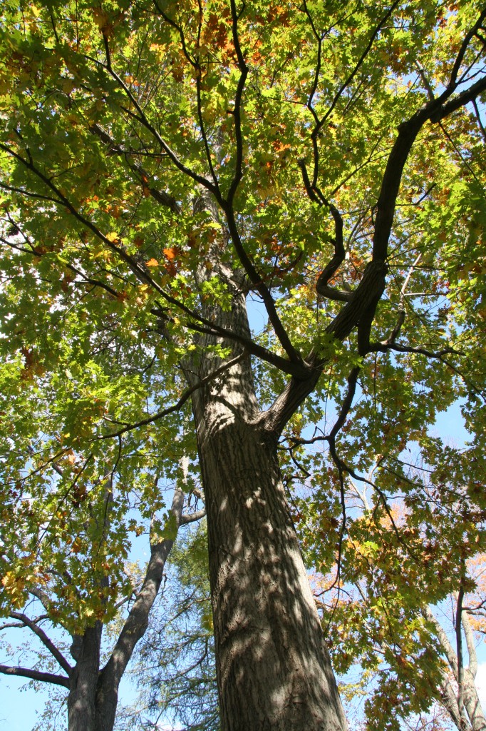 Northern red oak Delaware Trees