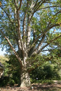 Overcup oak