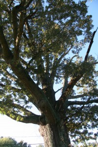 Southern red oak