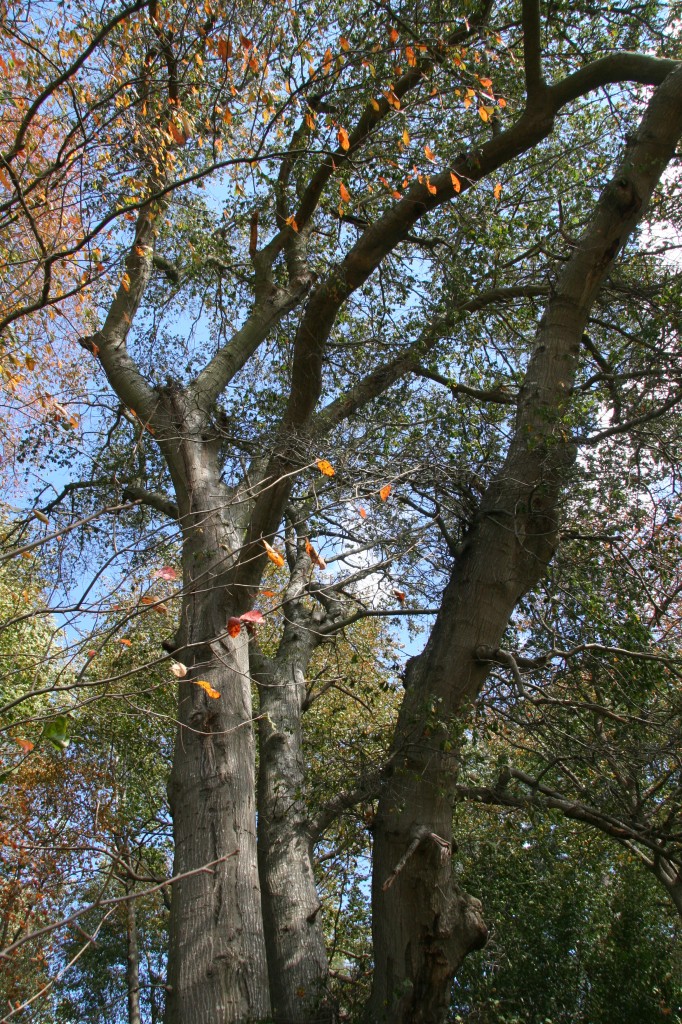 Water oak Delaware Trees