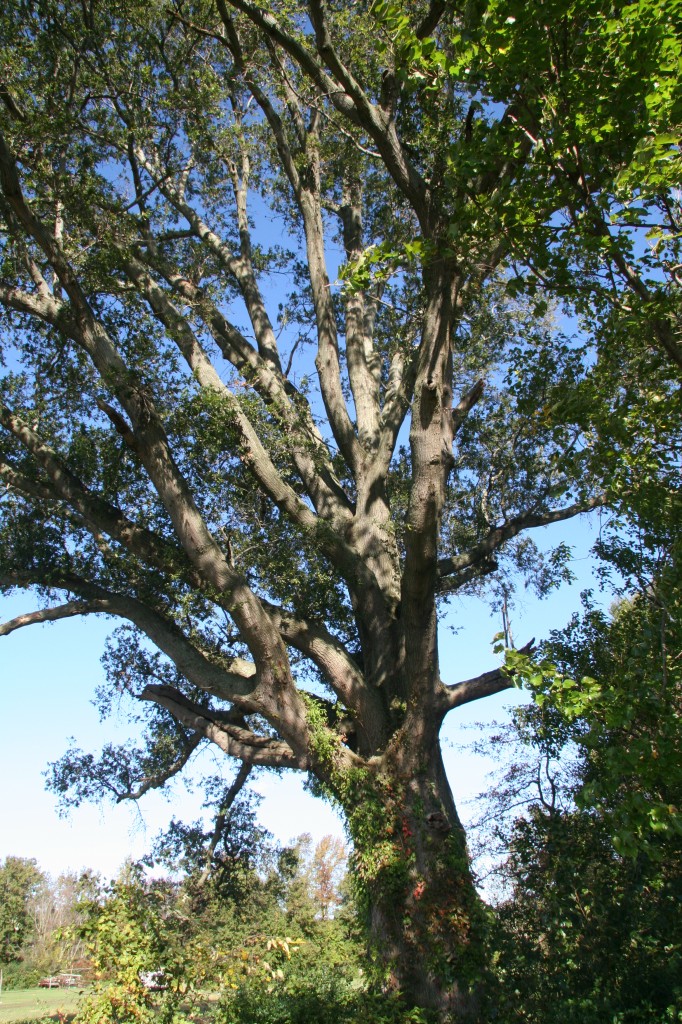 Willow oak Delaware Trees