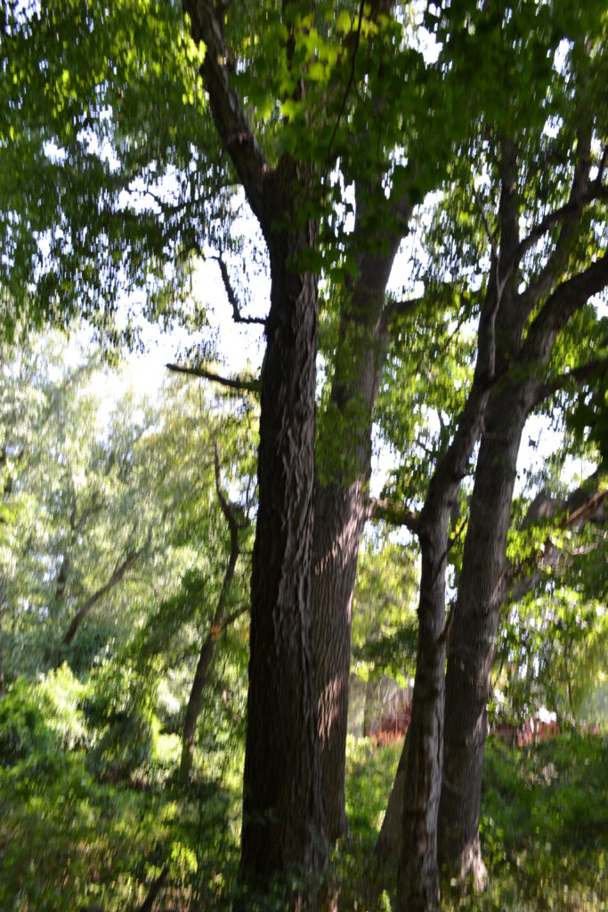 River birch Delaware Trees