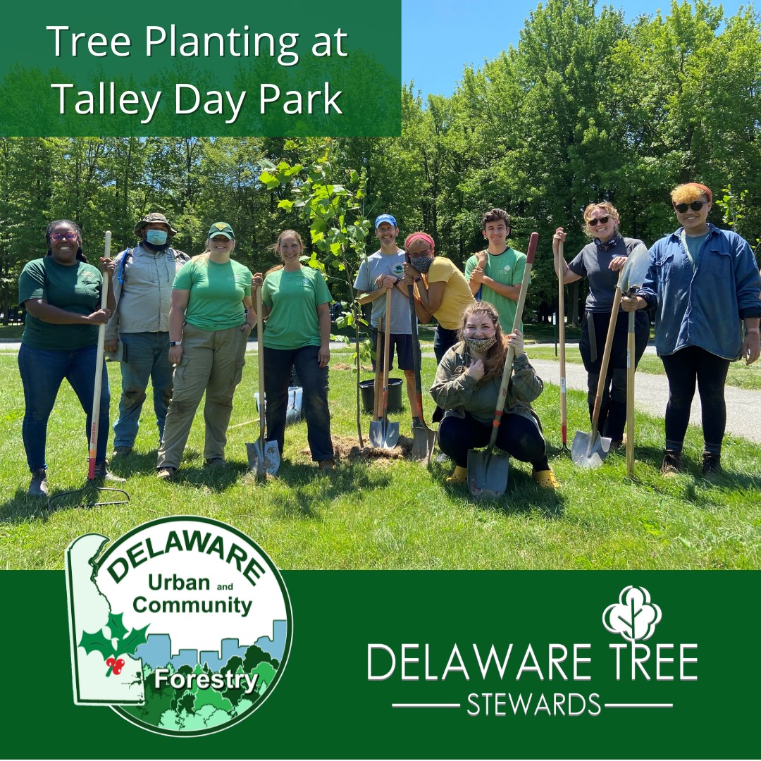 Delaware Tree Stewards Planting Delaware Trees